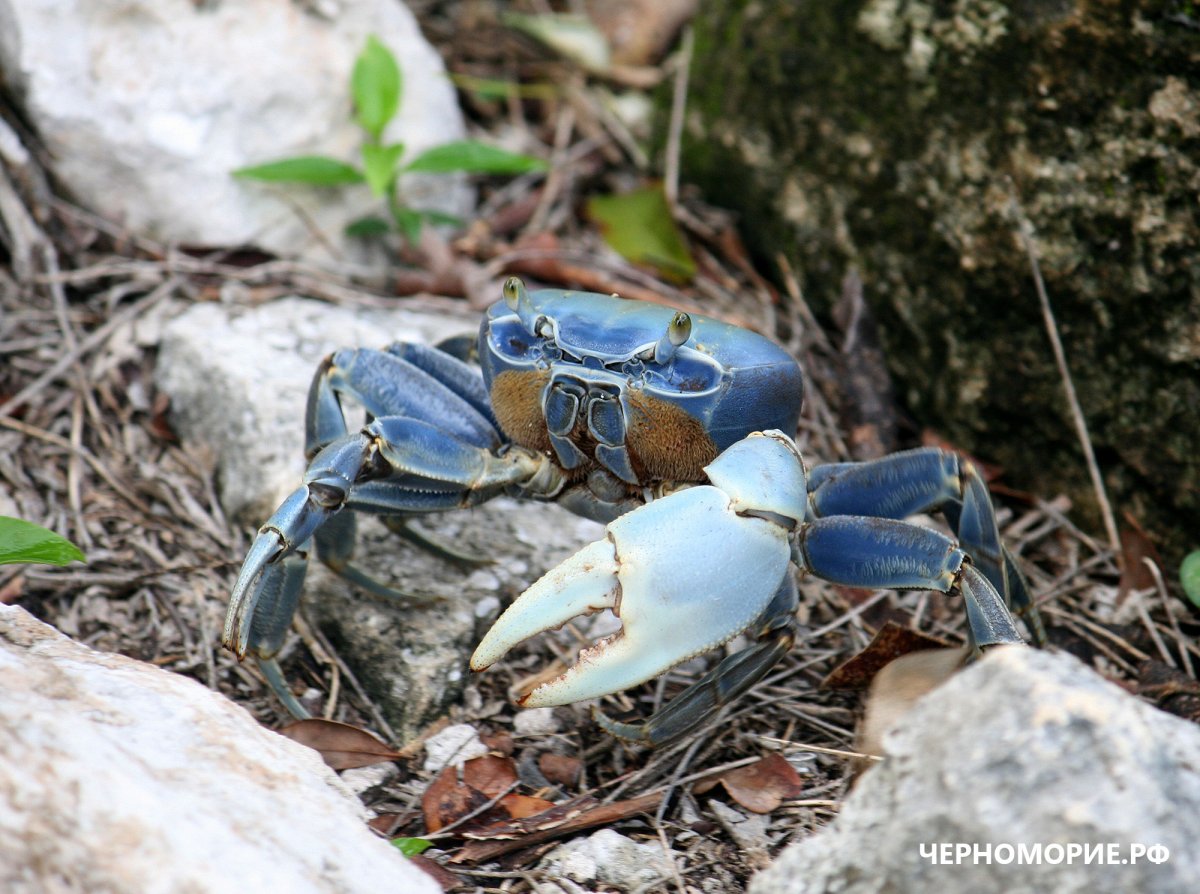 Атлантический краб призрак