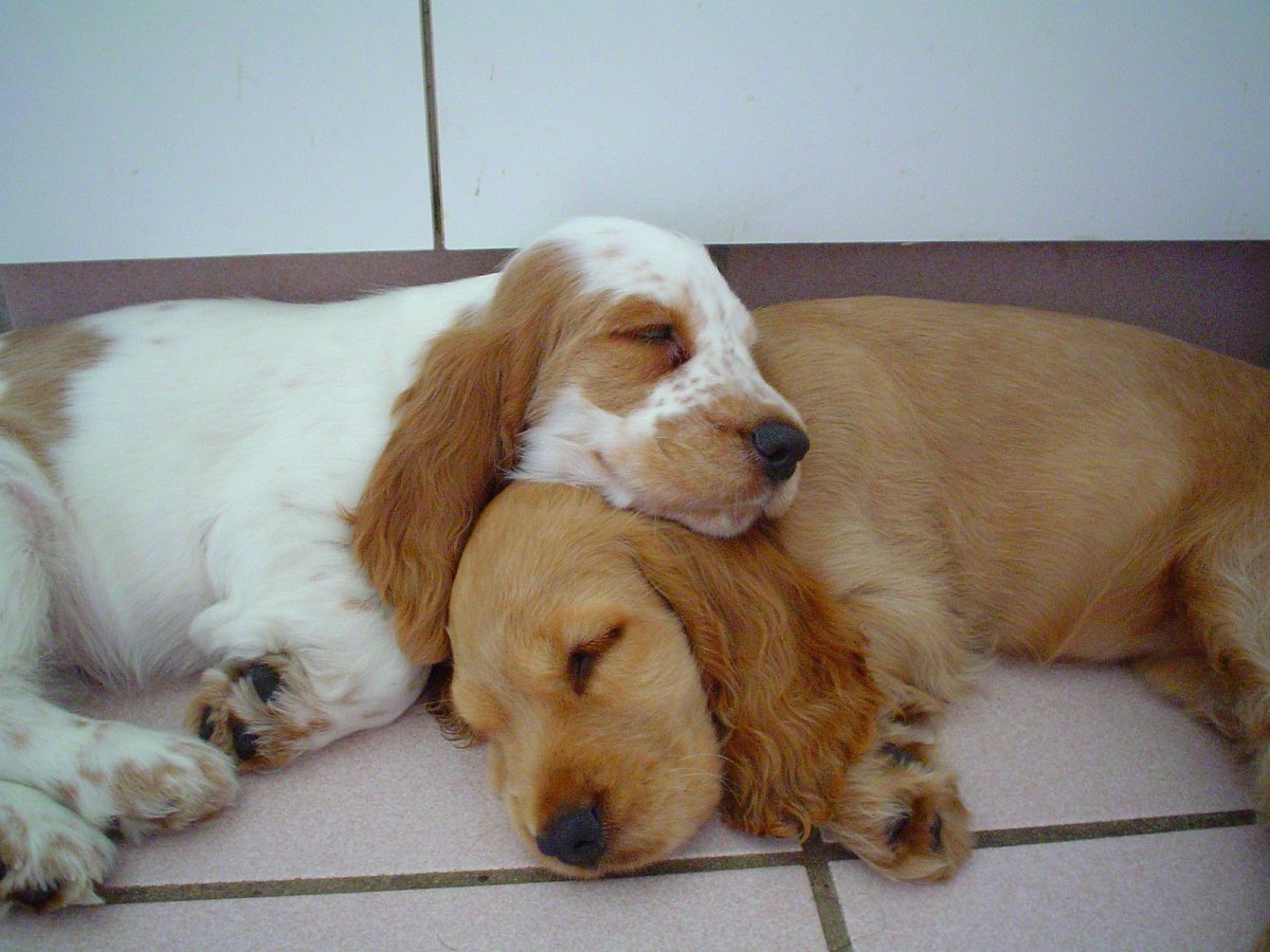 Кавалер Кинг Чарльз спаниель маленький