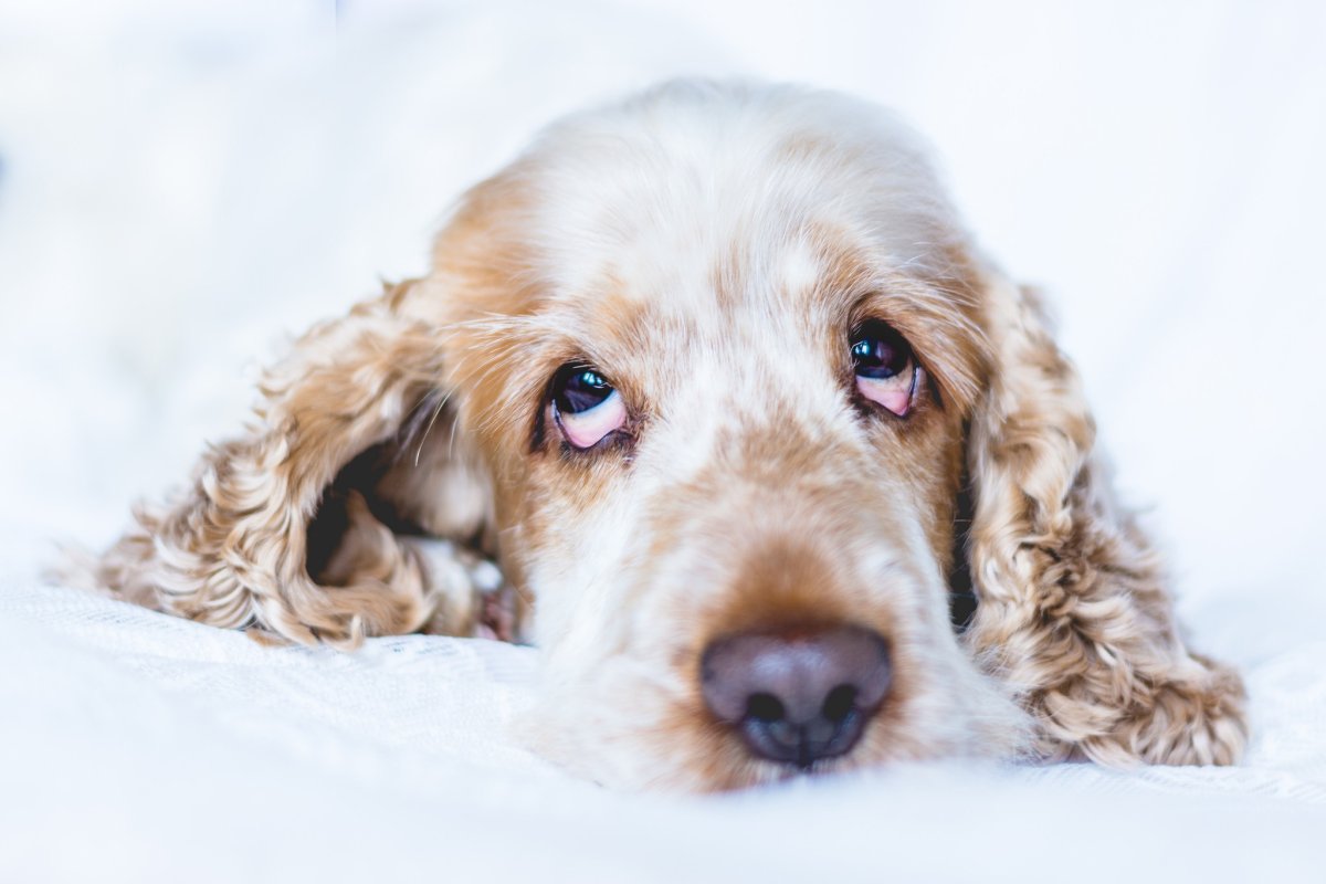 Спаниель светло коричневы 10 лет