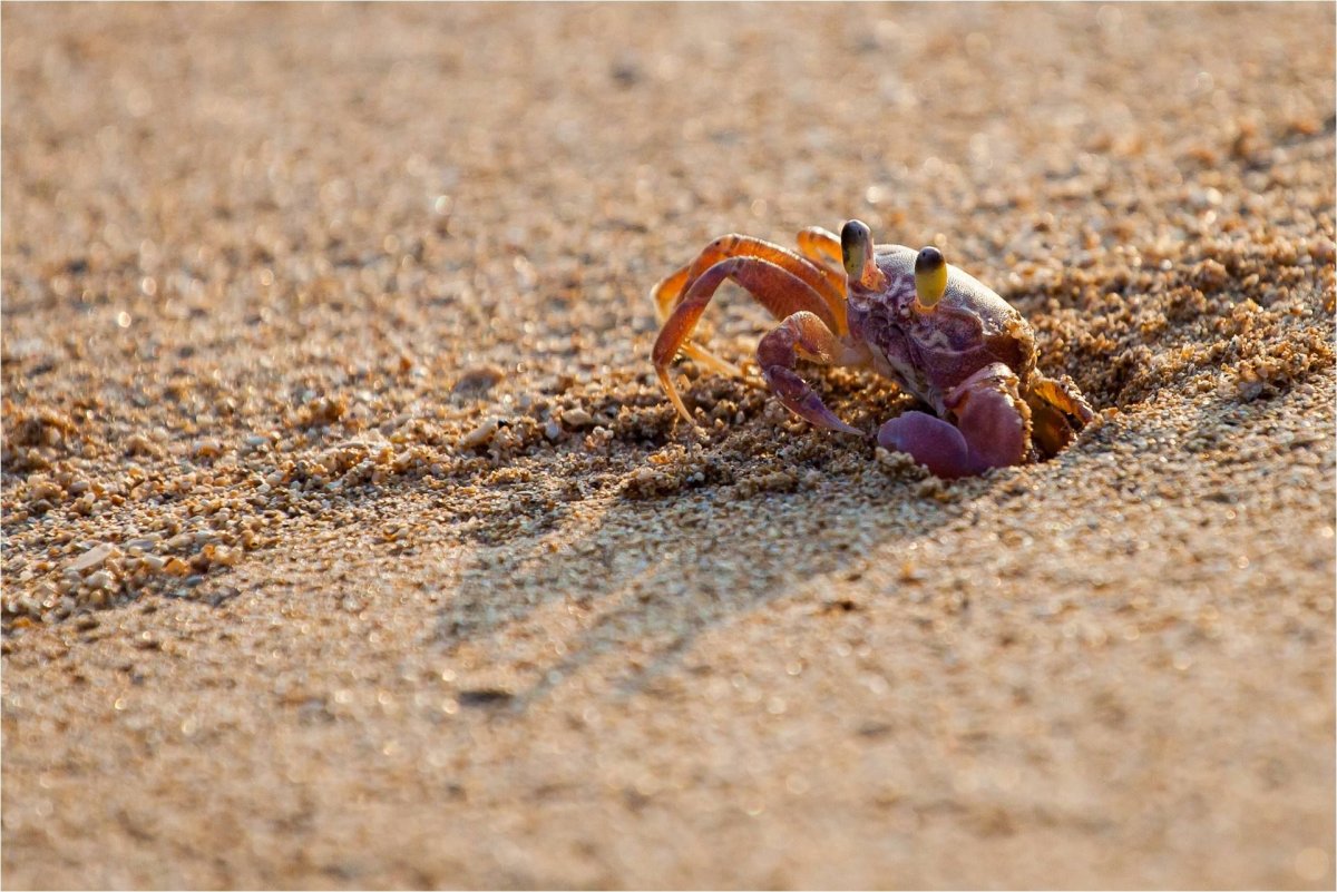 Дальневосточный морской краб