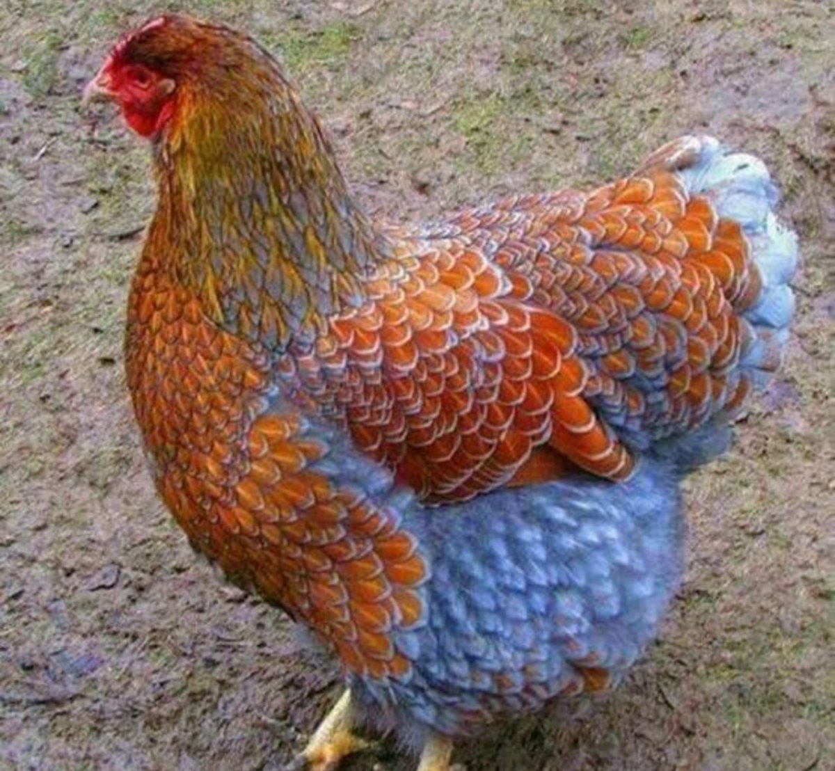 Курица с цыплятами