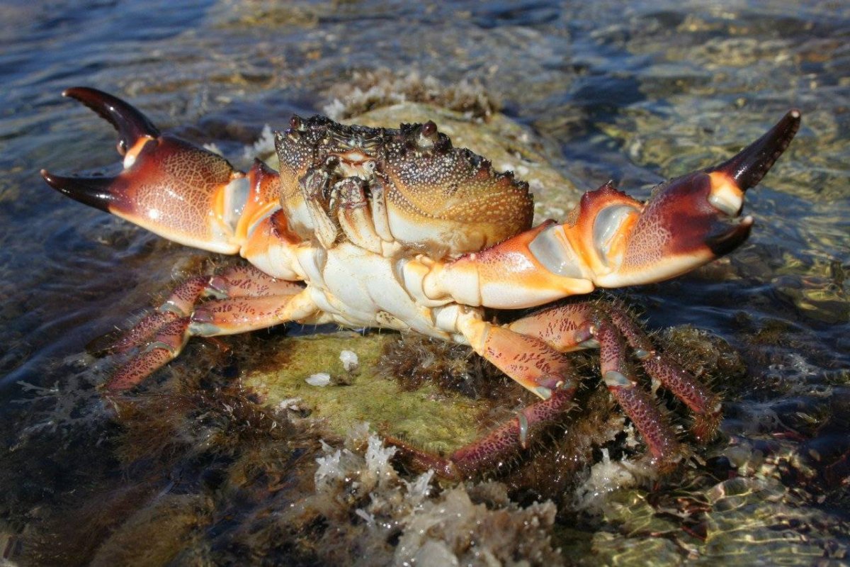 Голубой краб Дальян