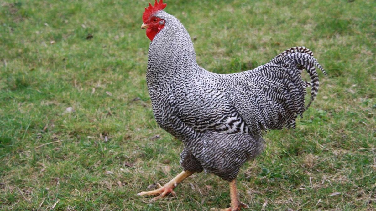 Полосатый плимутрок