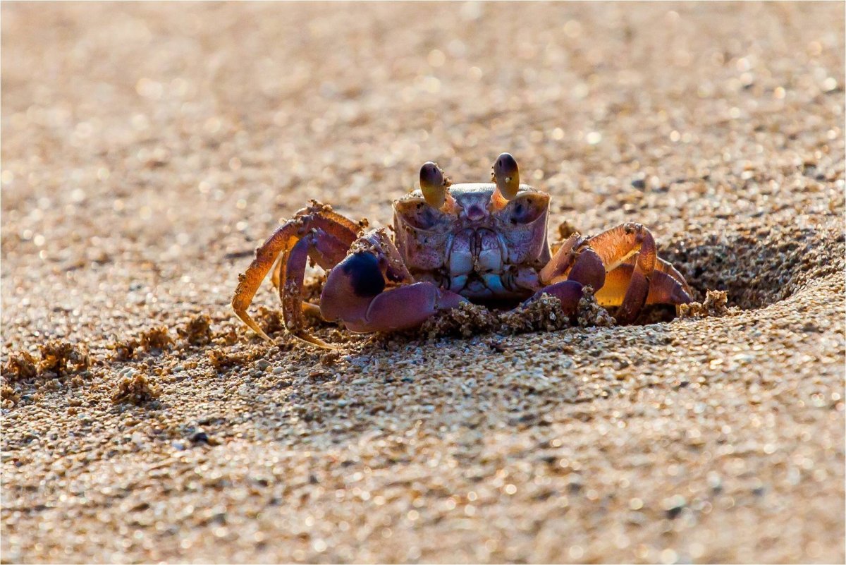 Краб в море