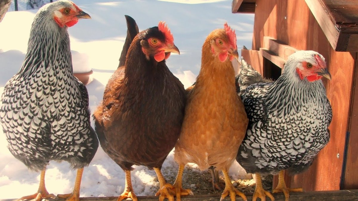 Курчавый голубь