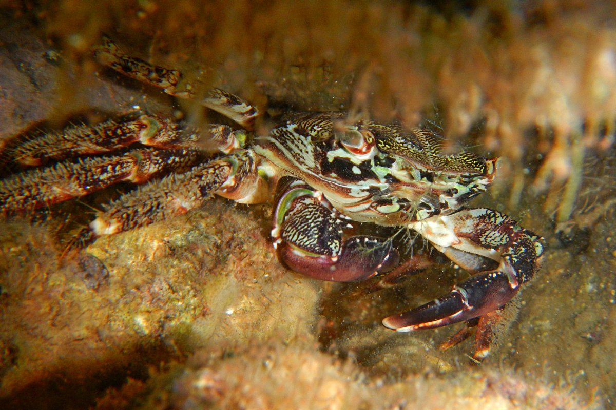 Краб отшельник черное море