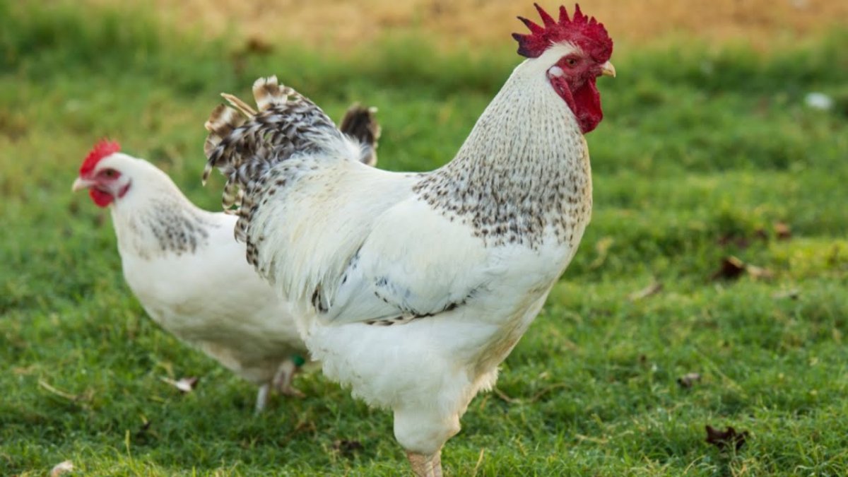 Орпингтон парцеляновый