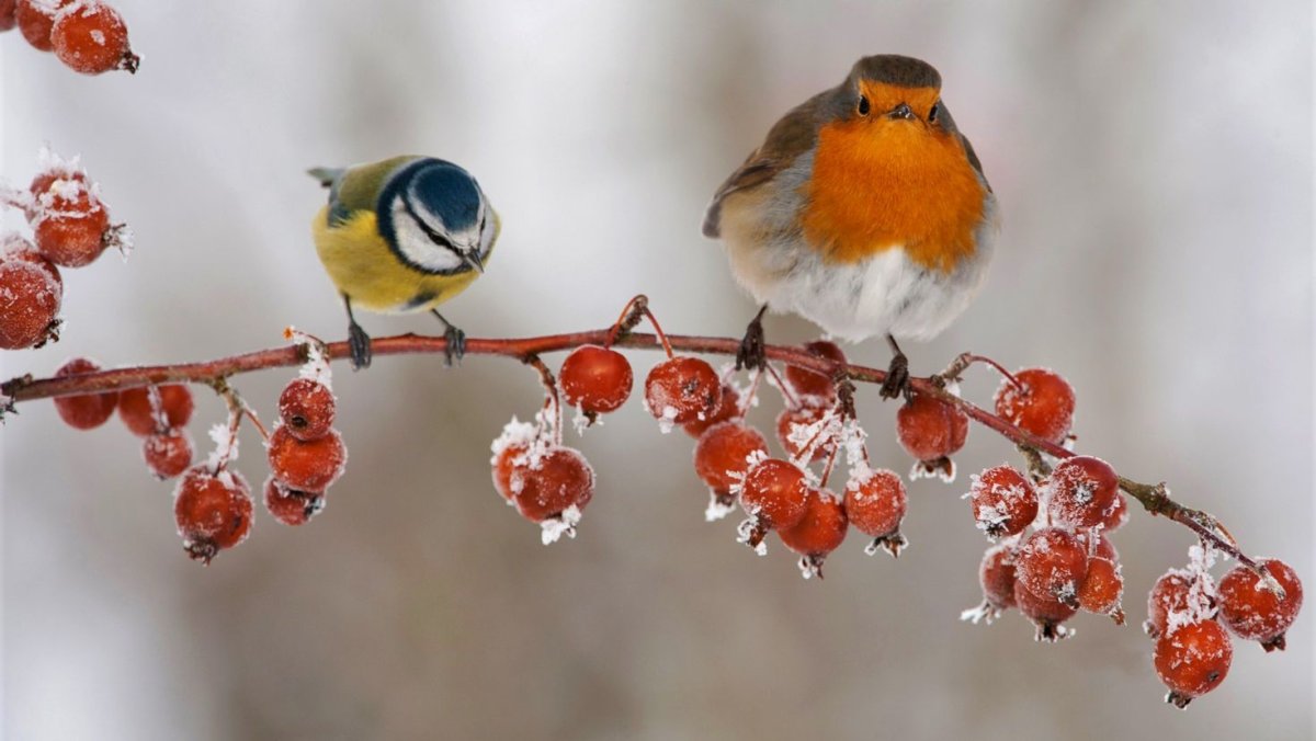 Зарянка предзимье