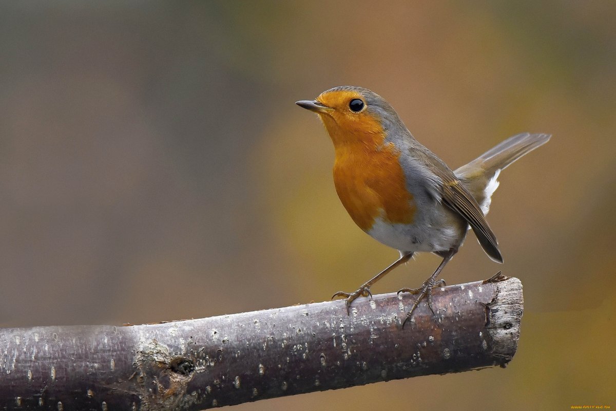Зарянка обои на рабочий стол
