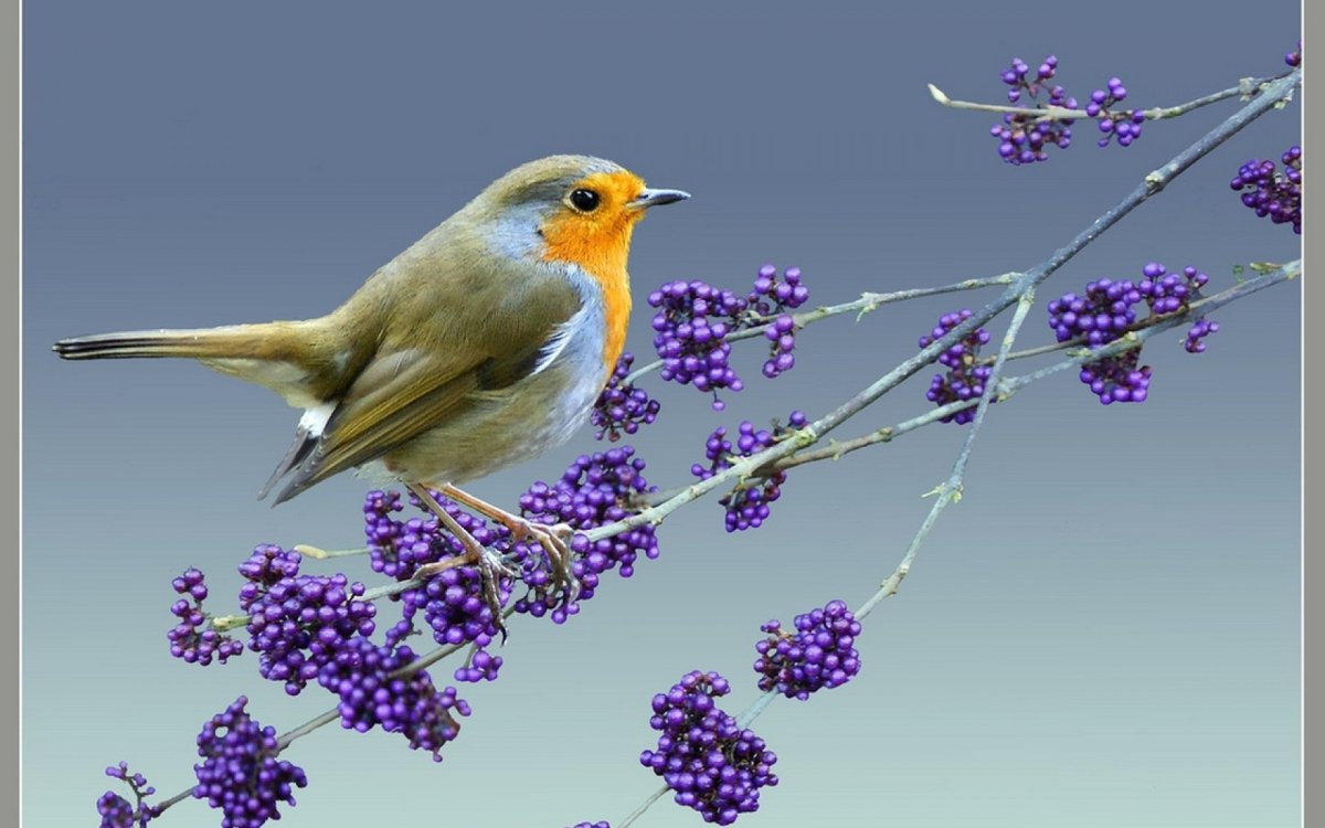 Зарянка Малиновка на ветке