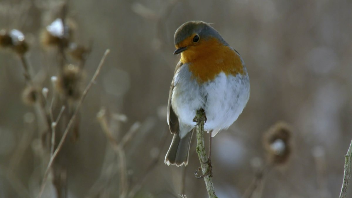 Зарянка птица фото