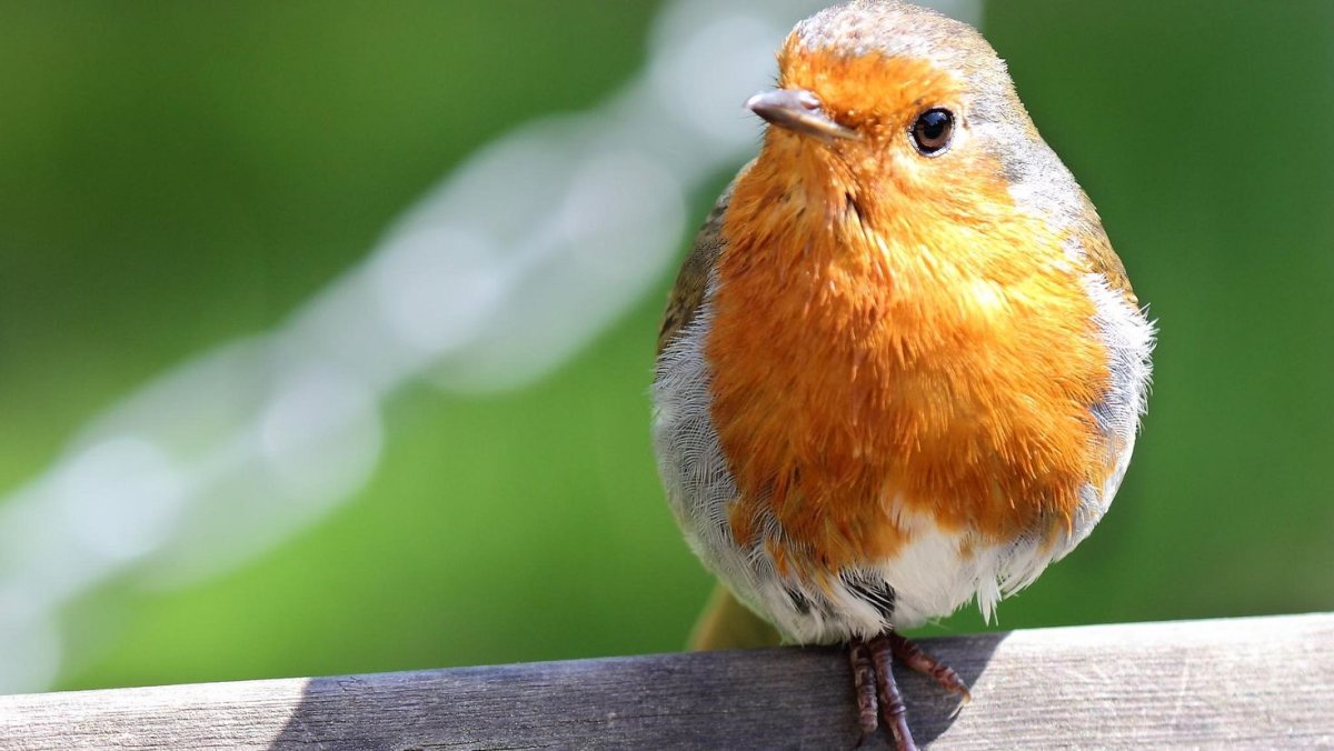 Робин -Зарянка птица