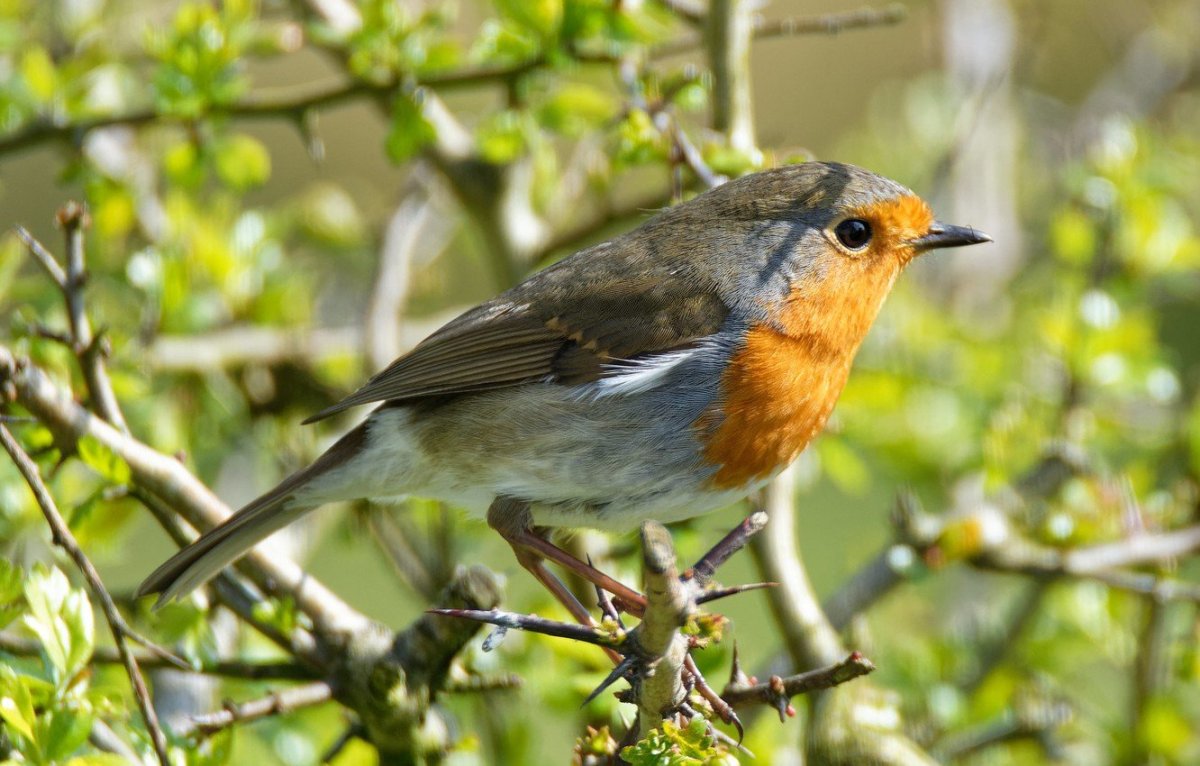 Птица Зарянка малиновая