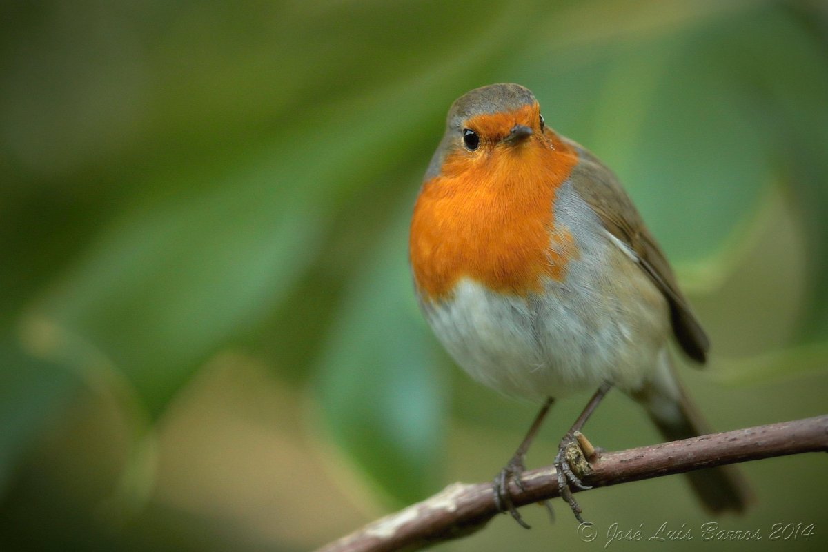 Зарянка Феникс