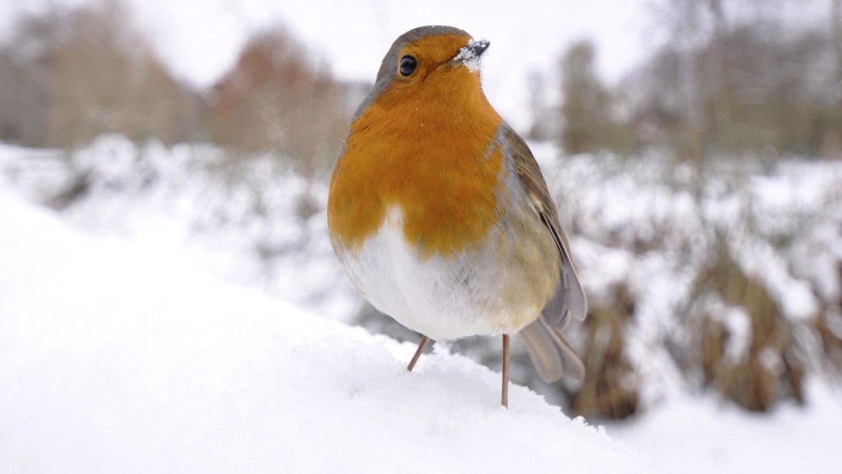 Оранжевые птицы зима
