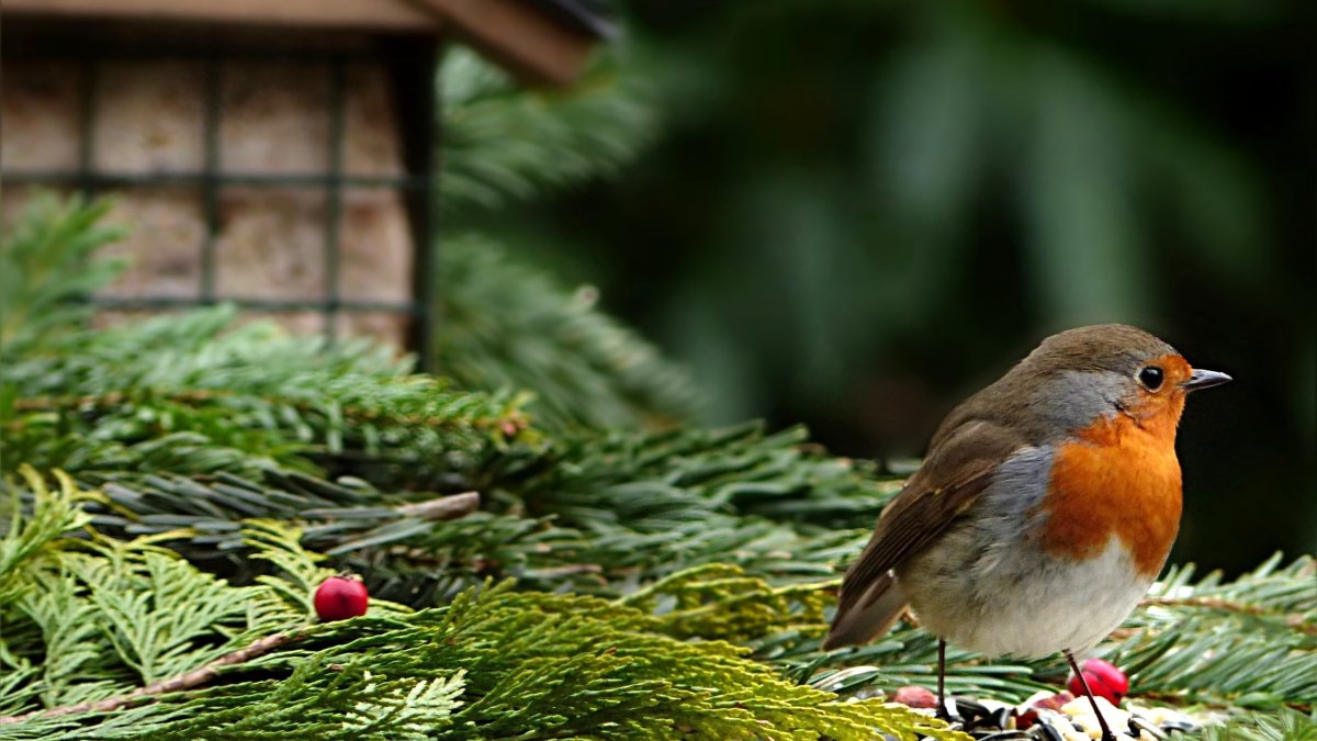 Красивые певчие птицы