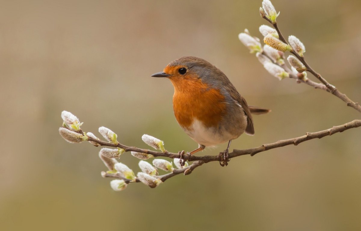 Зарянка цветок