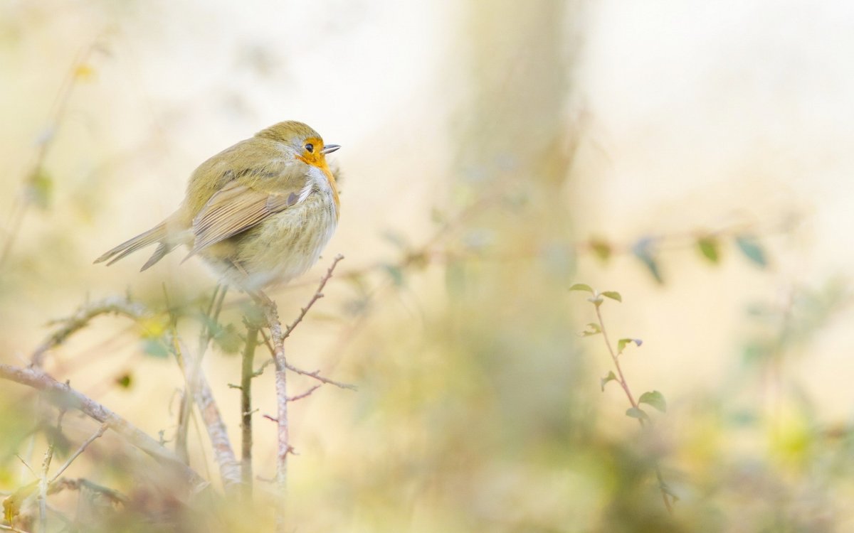 Певчие птицы в листве