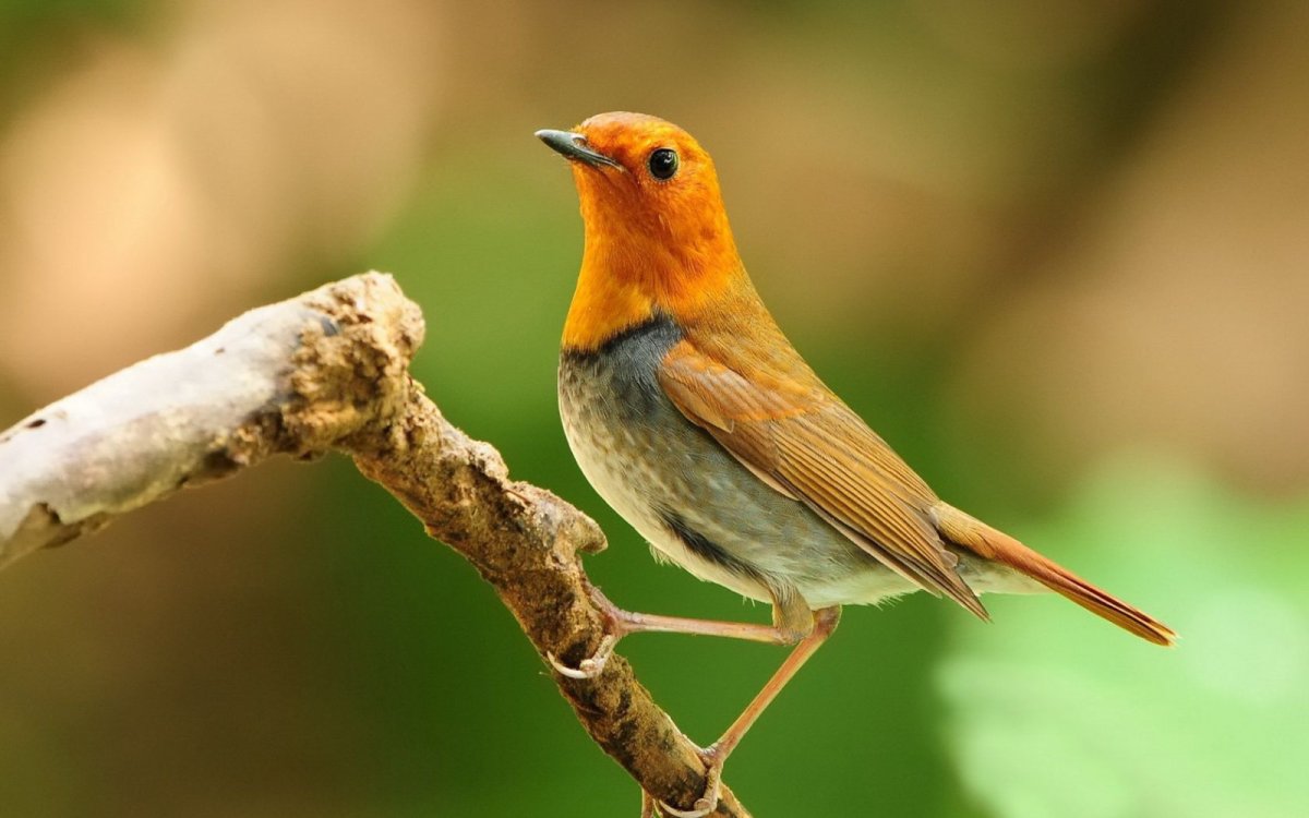 Весенняя птичка оранжевого цвета