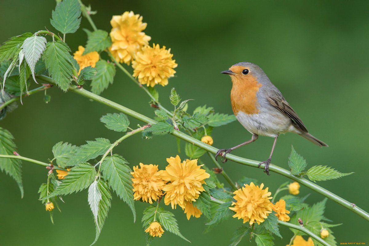 Зарянка цветок