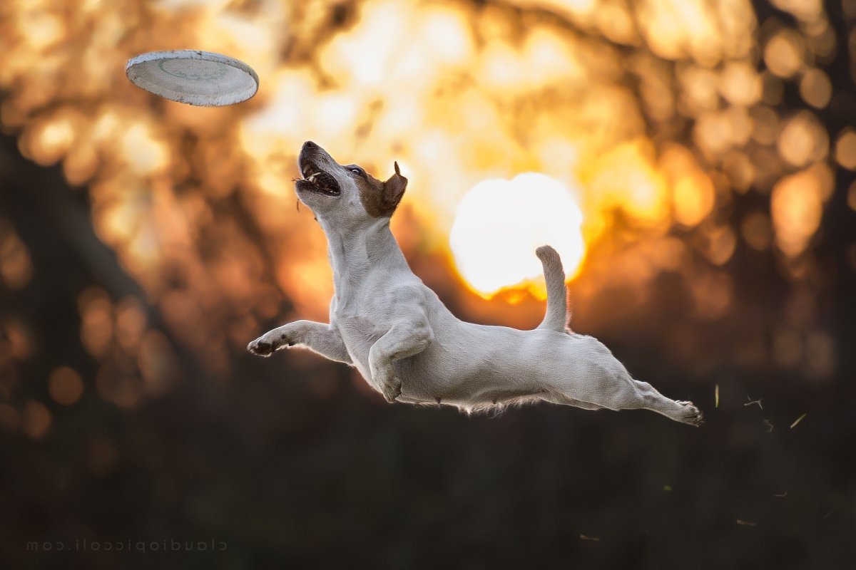 Животные в прыжке