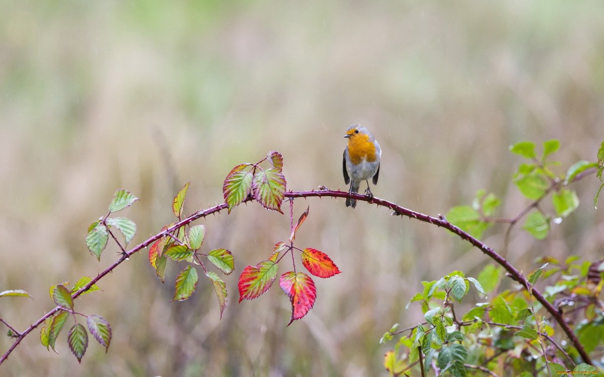 Птица в листве