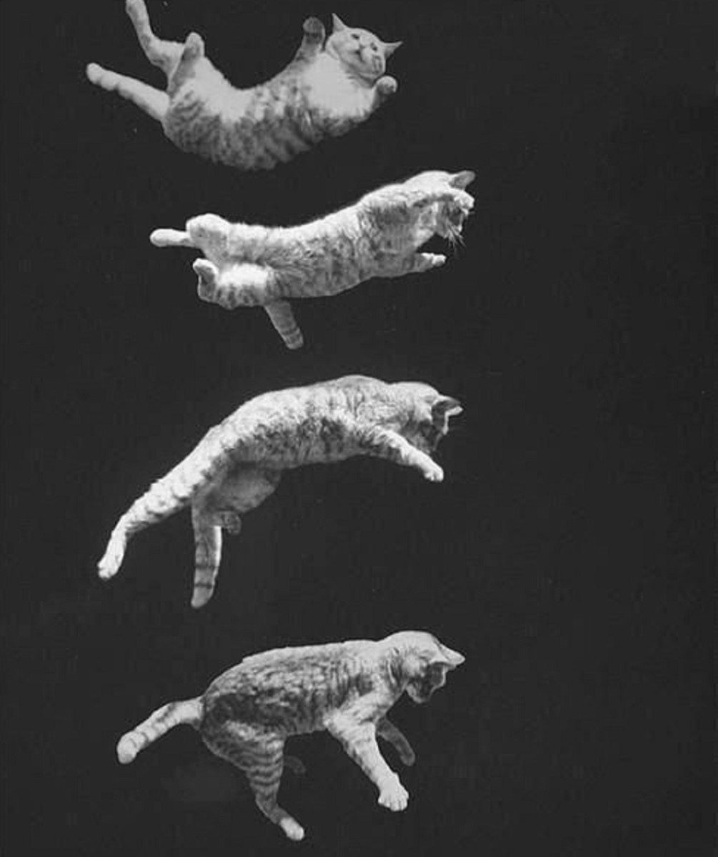 Кошка приземляется на лапы