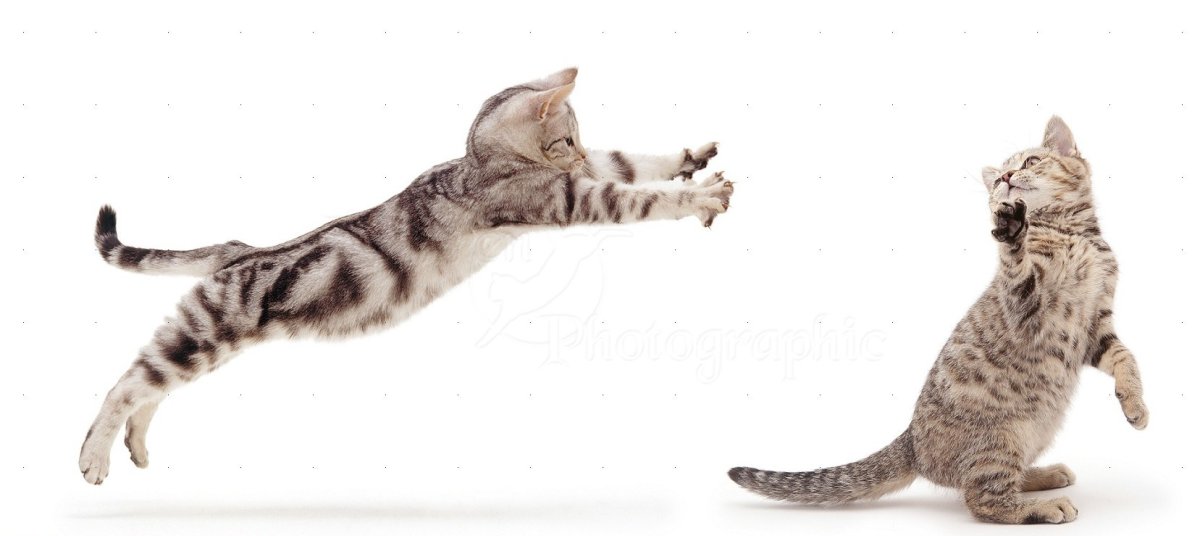 Кошка прыгает