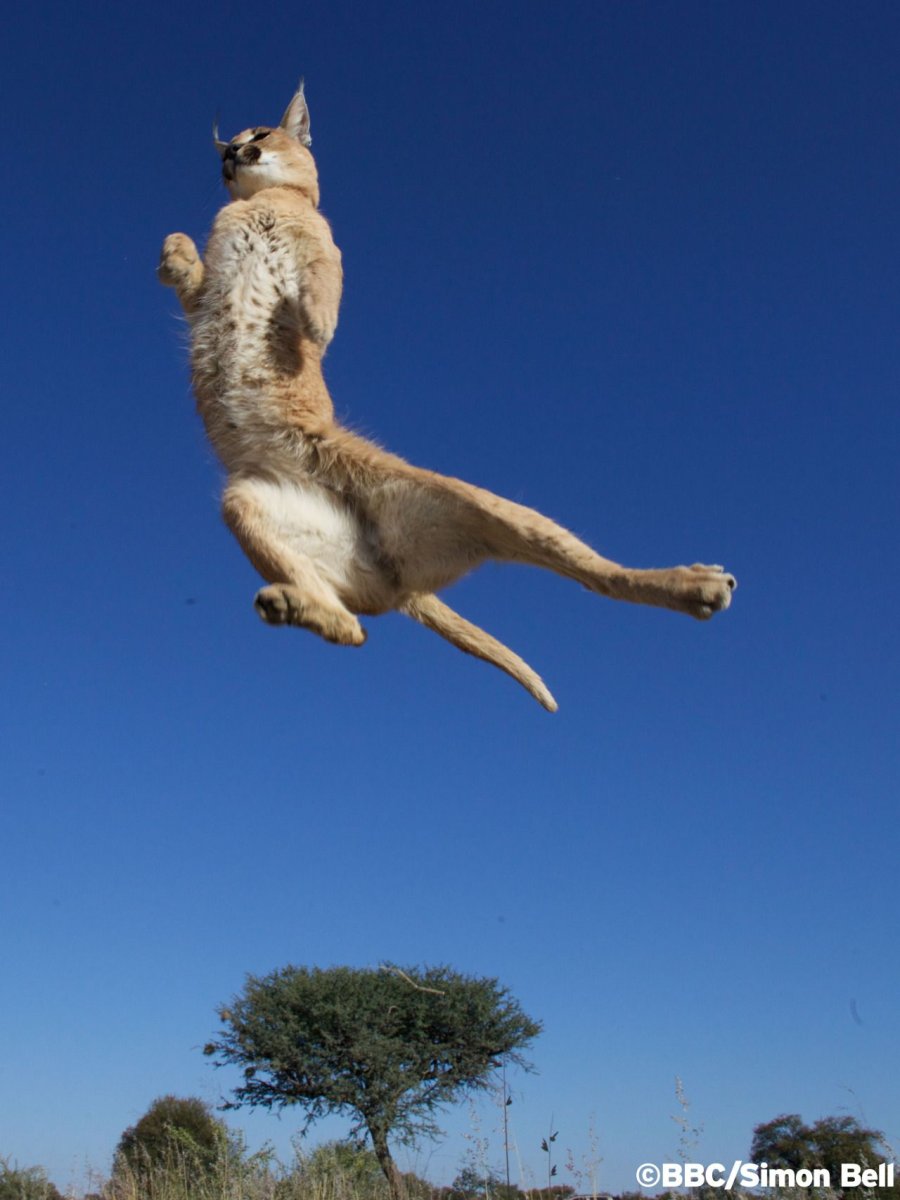 Каракал в прыжке