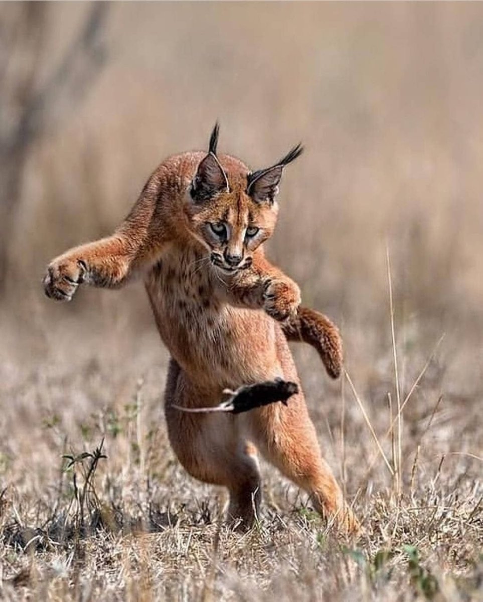 Лапа каракала