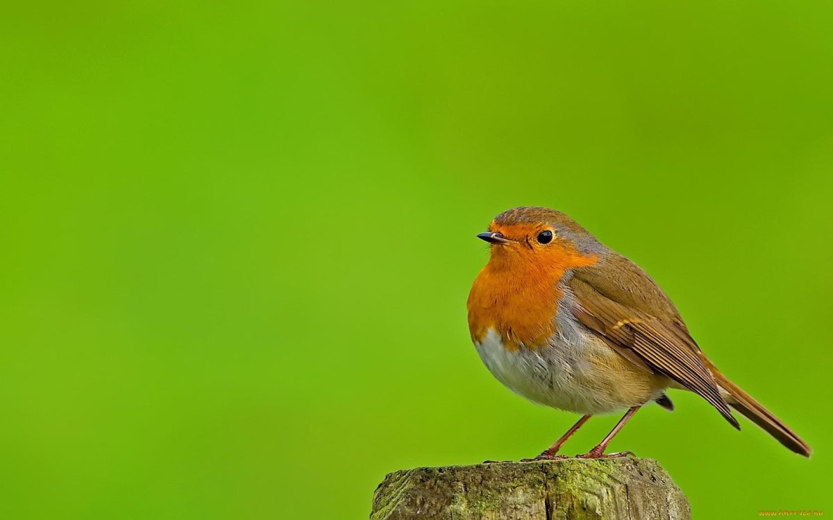 Птица на зеленом фоне