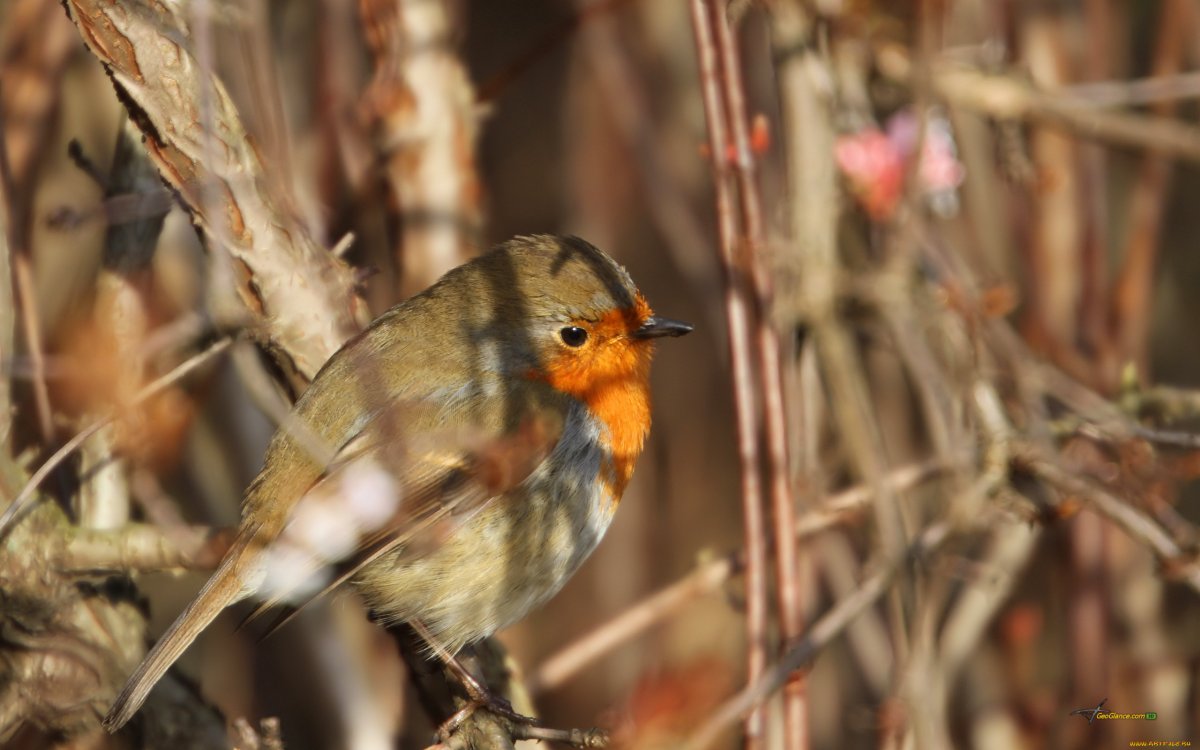 Обои Малиновка