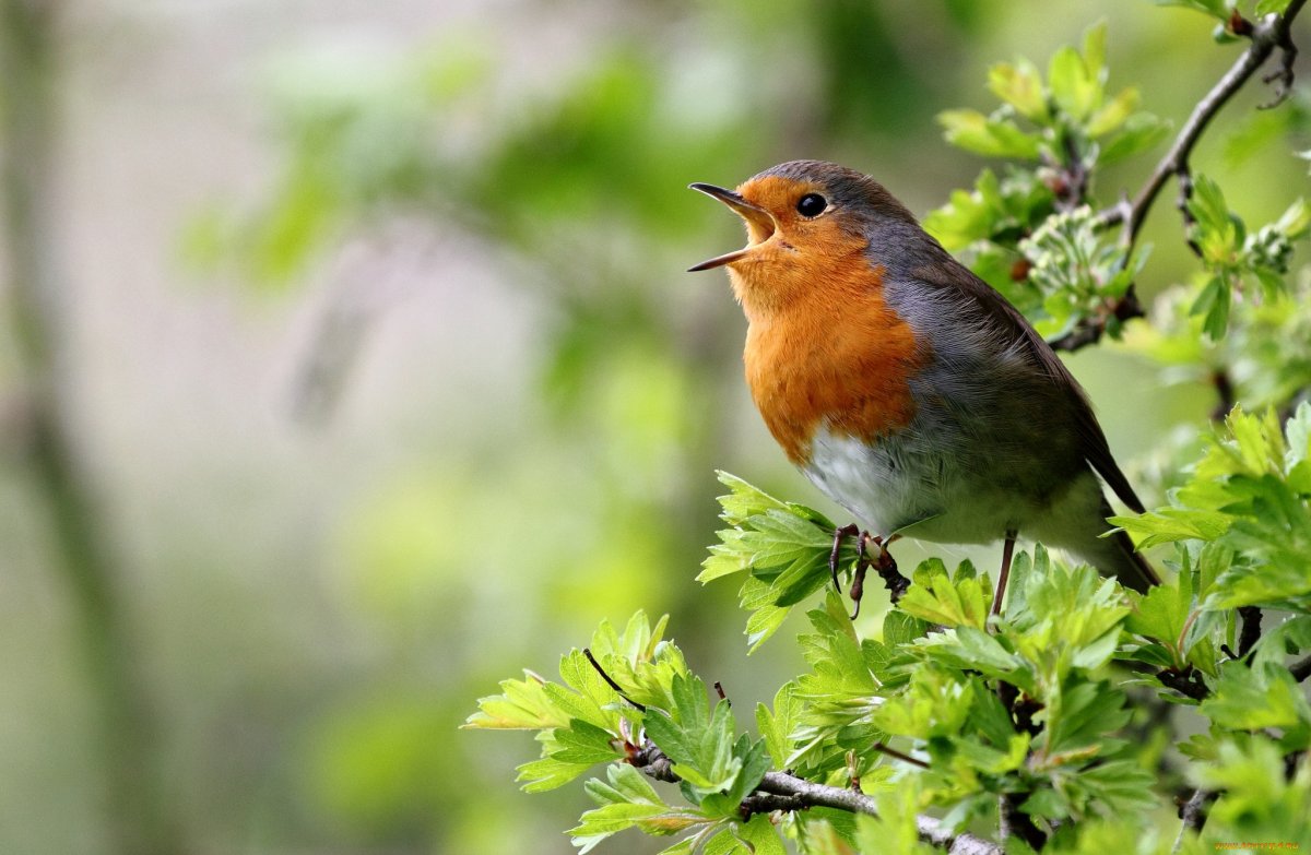 Малиновка певчая птица