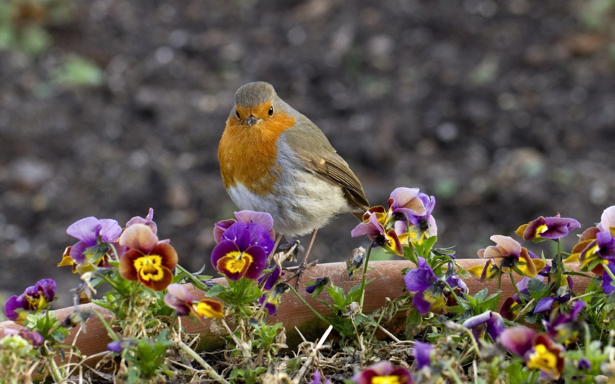 Зарянка цветок
