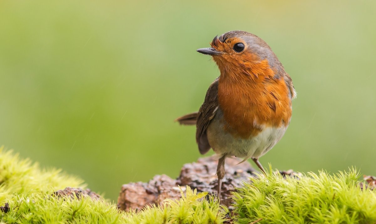 Птица Робин Малиновка