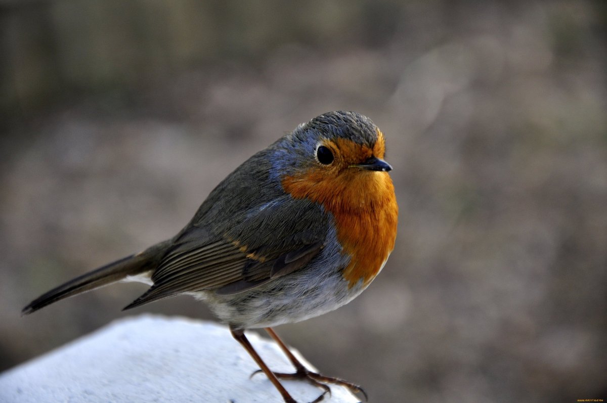 Зарянка горихвостка