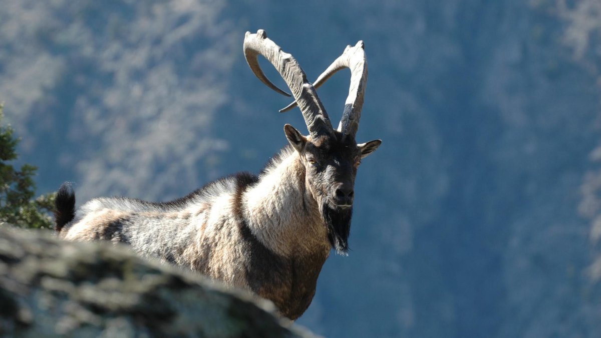 Альпийский горный козел Ибекс