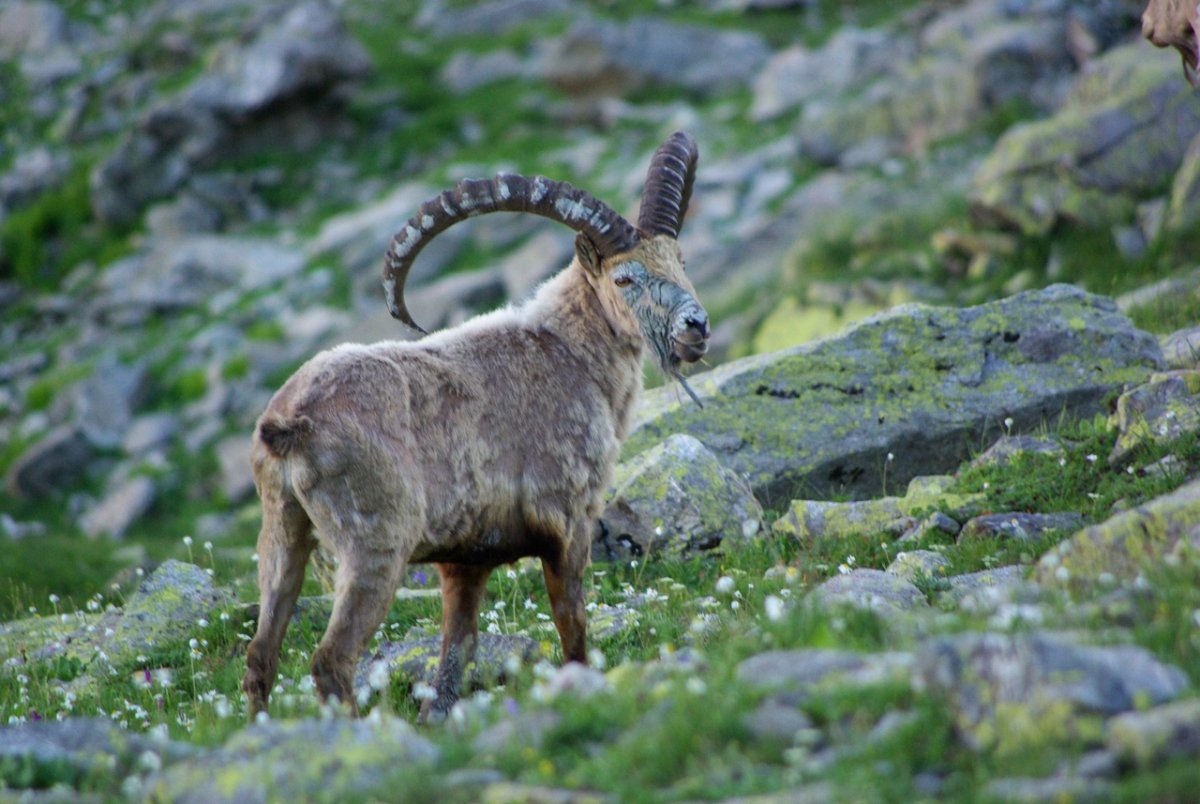Эфиопский Ибекс