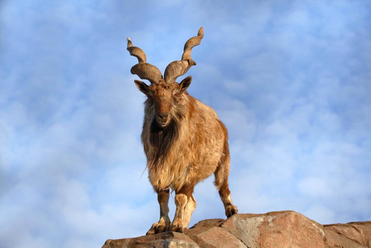 Безоаровый козел