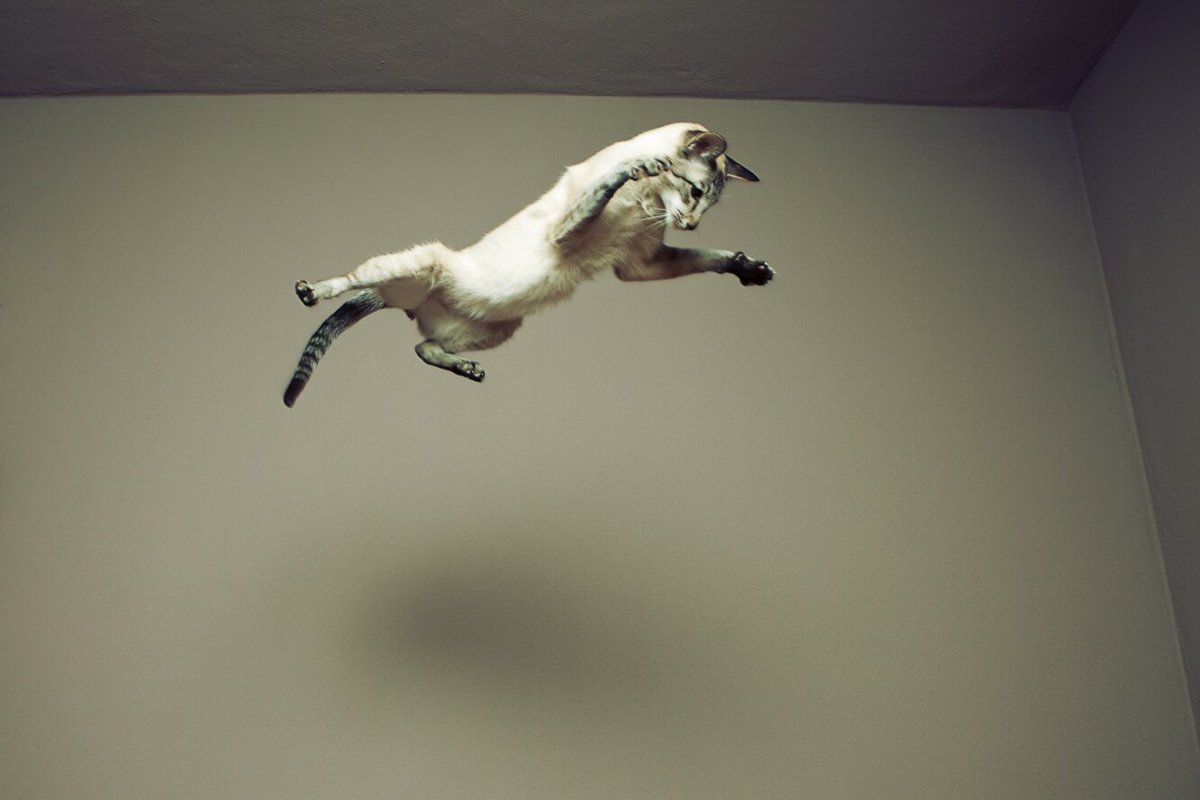 Кошка приземляется на лапы