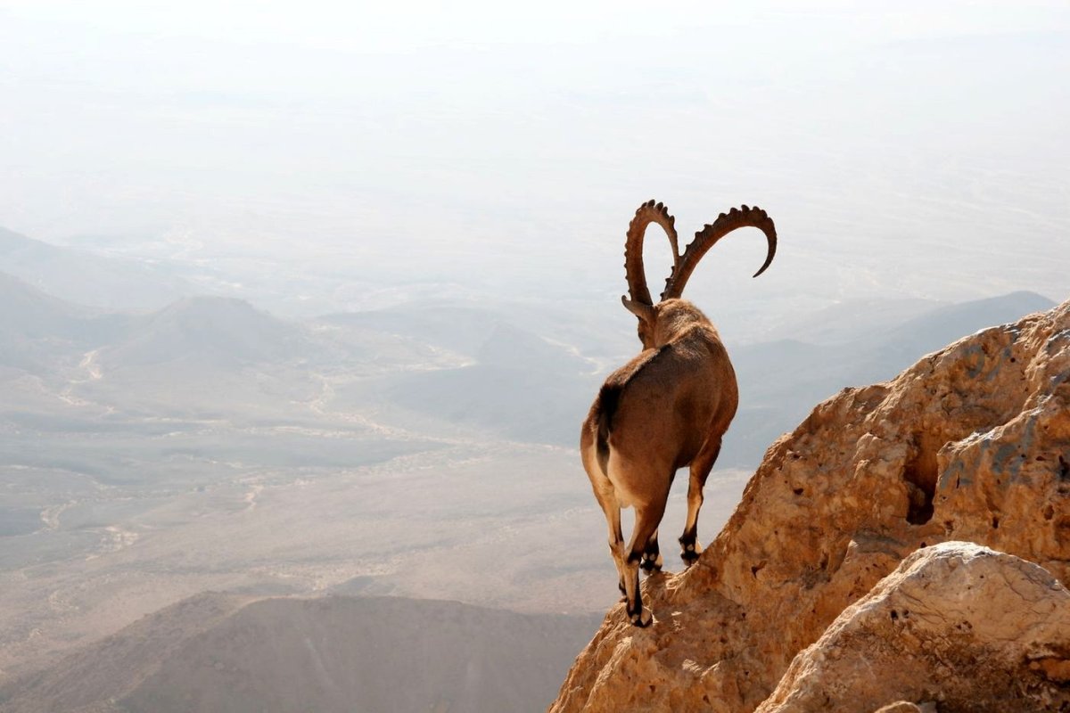 Красивый козел