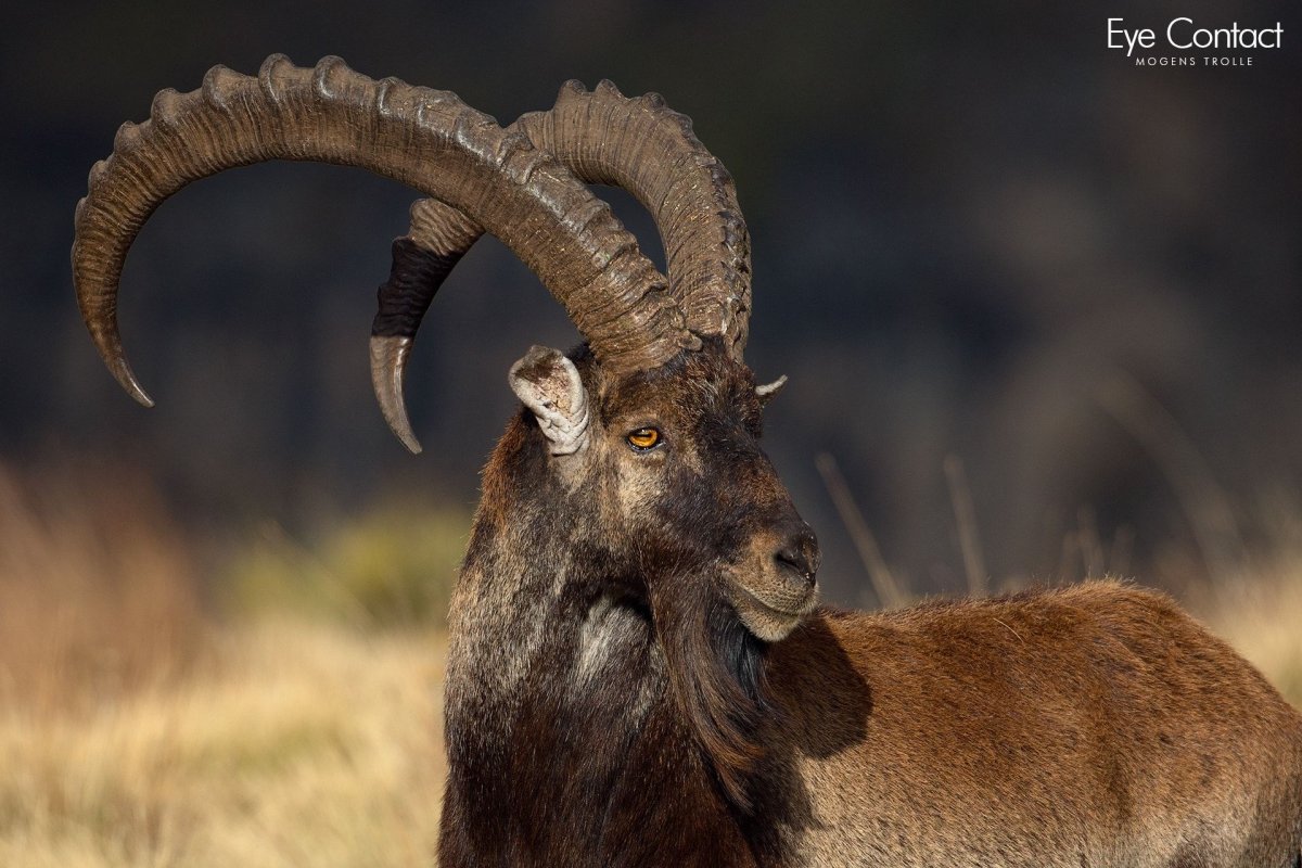 Безоаровый козел Дагестан горы
