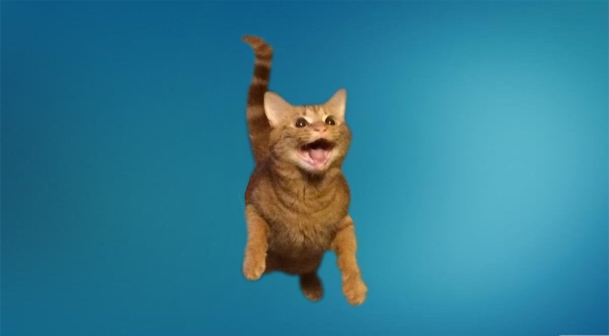 Радостный кот прыгает