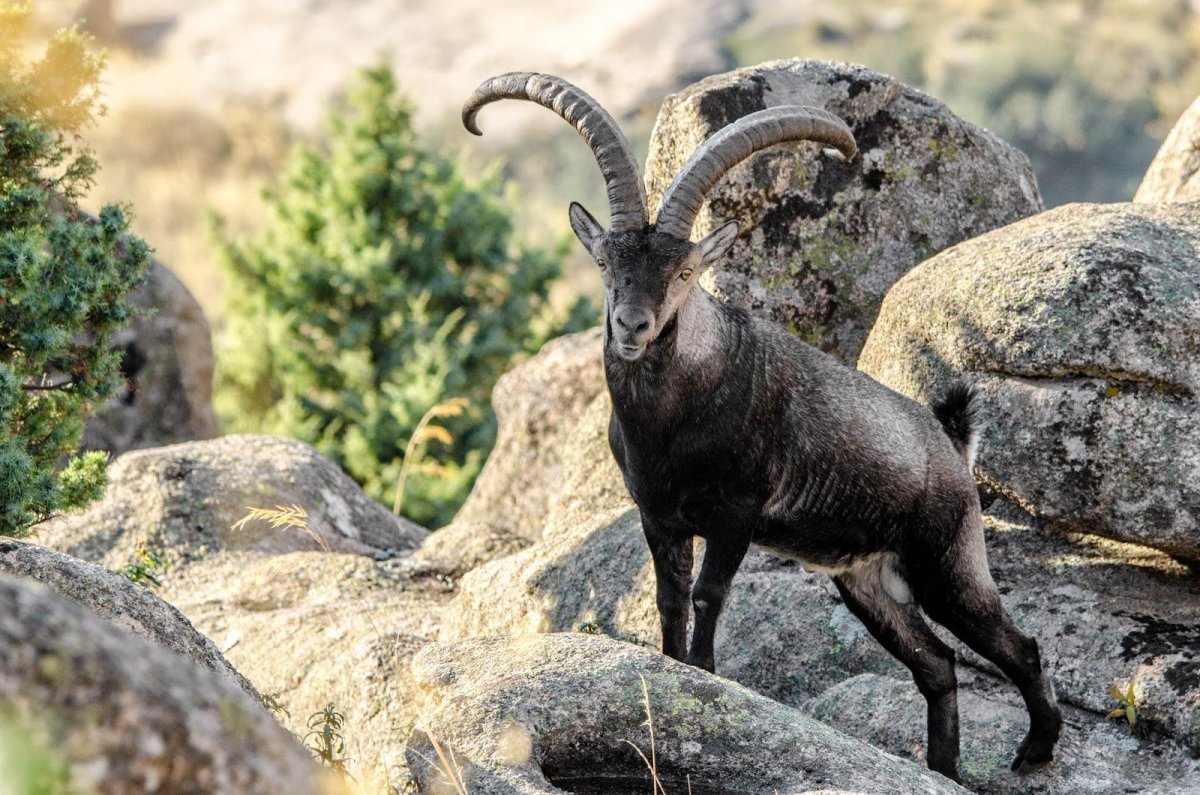 Козел на рабочий стол