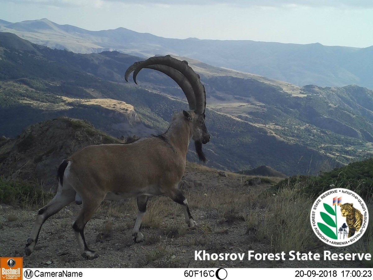 Безоаровый козел Capra aegagrus