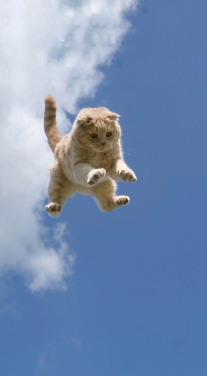 Летающий кот