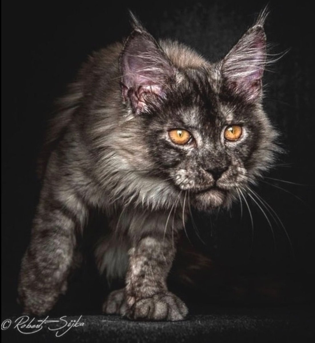 Черная кошка Мейн кун