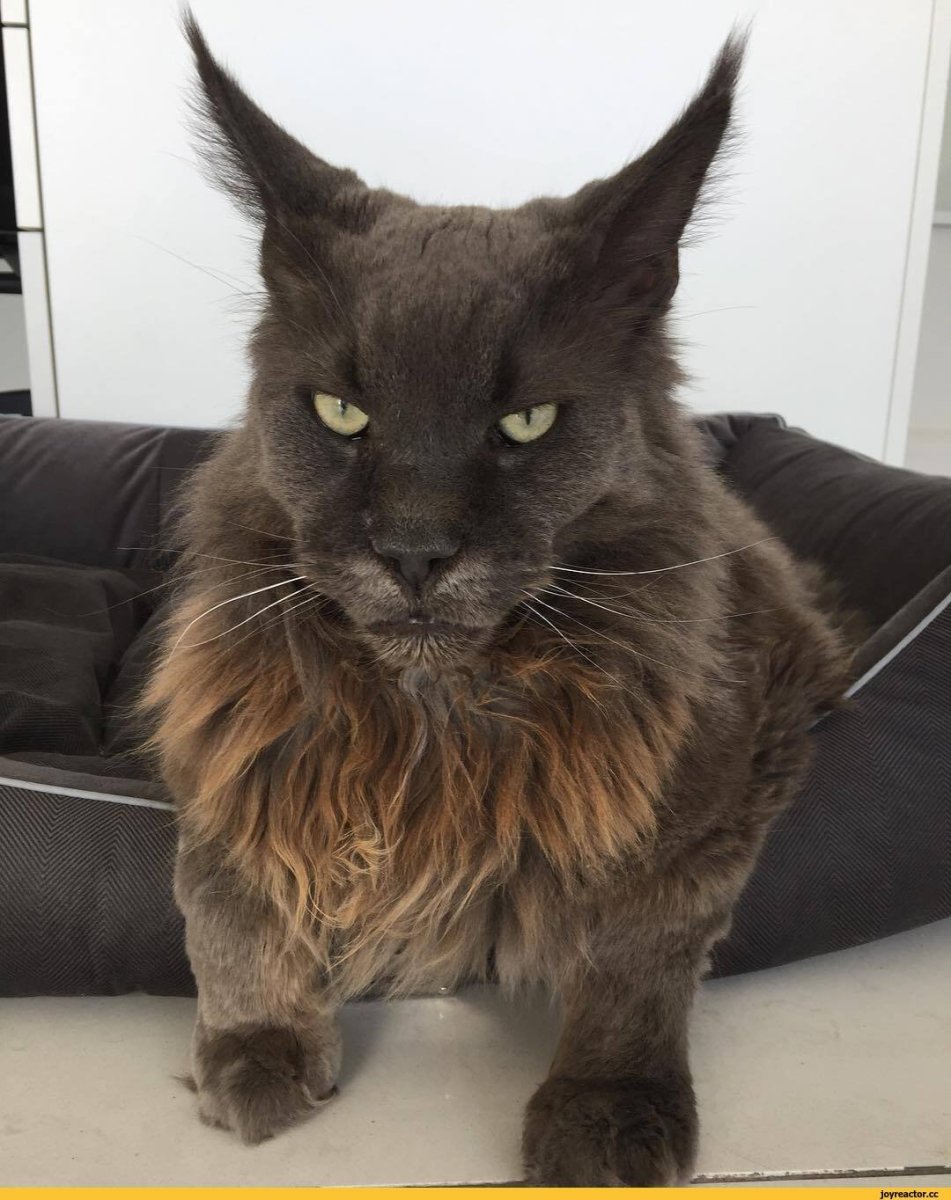 Лысый Мейн кун