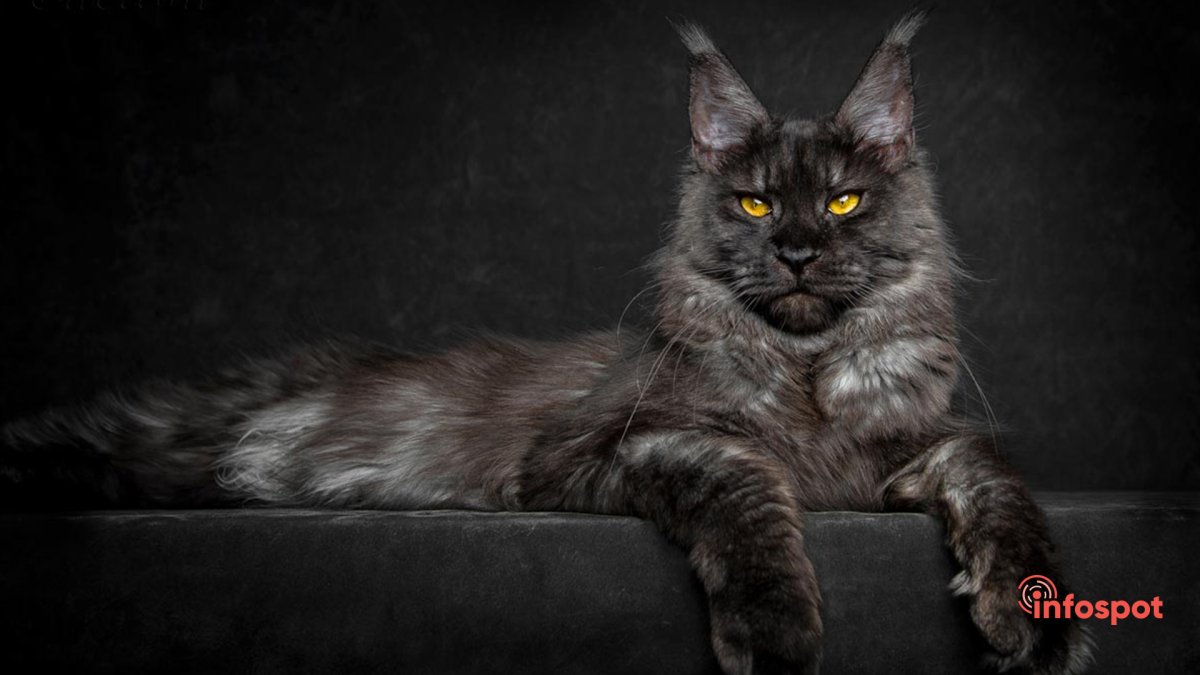 Рыжий кот Мейн кун