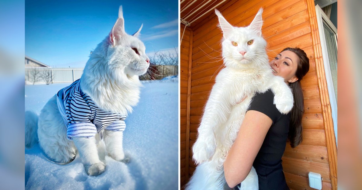 Кошка с большой мордой